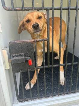 Peaches -  Mixed Breed Dog for Adoption in Mobile, Alabama - Peaches | PetCurious