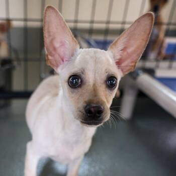 Chihuahua and Mixed Breed Dogs Available for Adoption in Bradenton, Florida - Tiny Tot | PetCurious