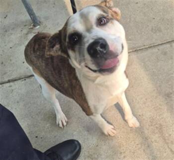 BUBBLES -  Staffordshire Bull Terrier and Mixed Breed Dog for Adoption in Texas City, Texas - BUBBLES | PetCurious