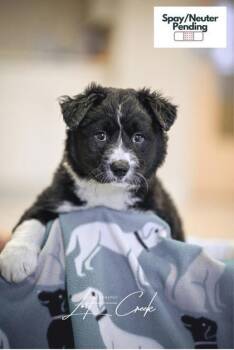 Mixed Breed Dogs Available for Adoption in Kalispell, Montana - Robert | PetCurious