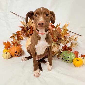 1126 (2026) Dakota -  Pit Bull Terrier and Mixed Breed Dog for Adoption in Parker, Colorado - 1126 (2026) Dakota | PetCurious