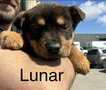 Shepherd Dogs Available for Adoption in Winnipeg, Manitoba - Lunar  | PetCurious