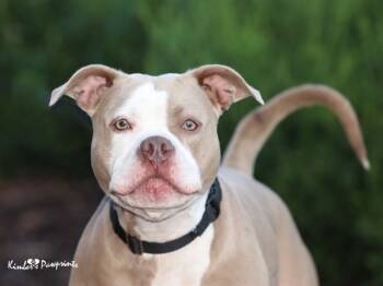 Rescue English Bulldog and Mixed Breed Dogs for Adoption in Omaha, Nebraska - ZOOMIE | PetCurious