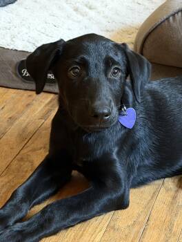 Valentina -  Mixed Breed Dog for Adoption in Los Angeles, California - Valentina | PetCurious