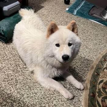 Samoyed Dogs Available for Adoption in Dysart, Iowa - Bunny  | PetCurious