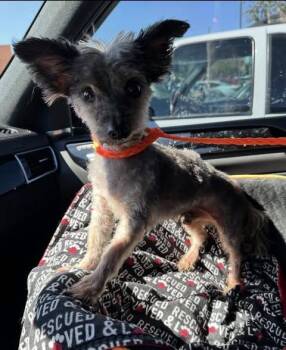 Ozzie -  Yorkshire Terrier Dog for Adoption in Las Vegas, Nevada - Ozzie | PetCurious
