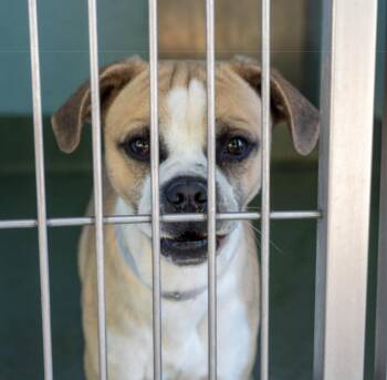 Pug Dogs Available for Adoption - FRANKLIN | PetCurious