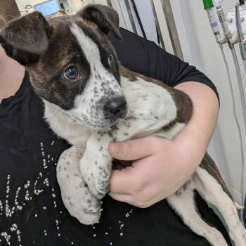 Terrier Dogs Available for Adoption - NINI | PetCurious