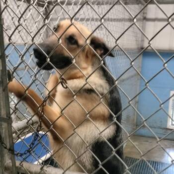 Gypsy -  German Shepherd Dog Dog for Adoption in Brooksville, Kentucky - Gypsy | PetCurious