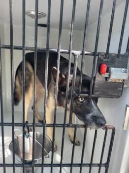 Silver -  Siberian Husky and Mixed Breed Dog for Adoption in Atlanta, Georgia - Silver | PetCurious
