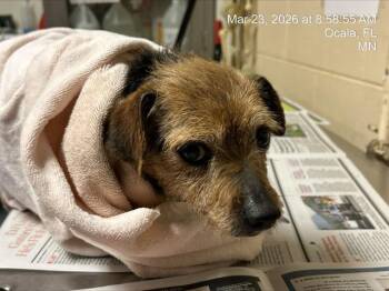 Terrier and Mixed Breed Dogs Available for Adoption - SIX | PetCurious