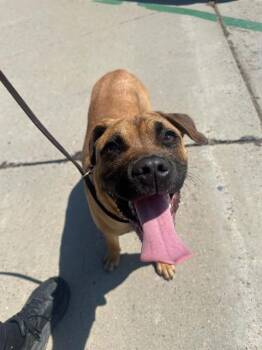 Boxer and Mixed Breed Dogs Available for Adoption in Tustin, California - TOSTADA | PetCurious