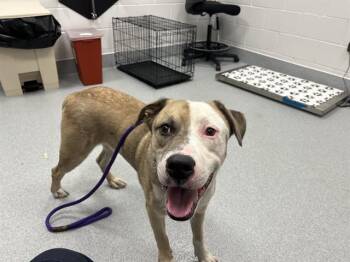 SEMI -  American Bulldog and Mixed Breed Dog for Adoption in Ocala, Florida - SEMI | PetCurious