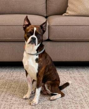 Bailey -  Boston Terrier Dog for Adoption in Georgetown, Ohio - Bailey | PetCurious