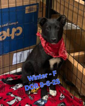 German Shepherd Dog and Border Collie Dogs Available for Adoption in Nucla, Colorado - Winter | PetCurious