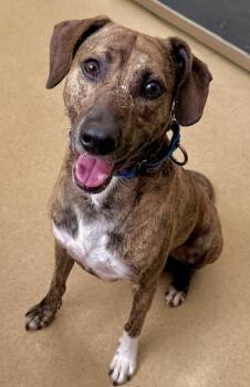 Plott Hound and Mixed Breed Dogs Available for Adoption in Derwood, Maryland - TWIX | PetCurious