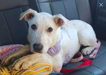 Rescue Labrador Retriever and Great Pyrenees Dogs for Adoption in Lexington, Kentucky - Valeria | PetCurious