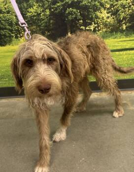 Grover -  Poodle and Labrador Retriever Dog for Adoption in Decatur, Georgia - Grover | PetCurious
