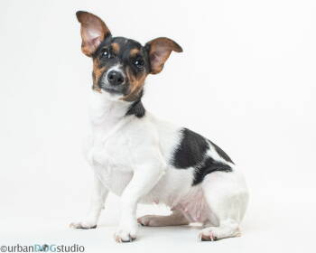 Rescue Jack Russell Terrier Dogs for Adoption in Tampa, Florida - Peach - F | PetCurious