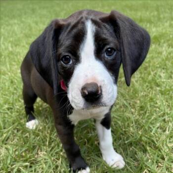 Tala -  Mixed Breed Dog for Adoption in Huntsville, Alabama - Tala | PetCurious