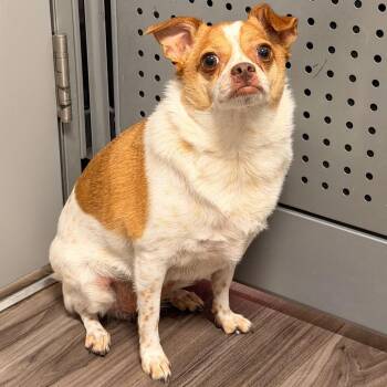 Lila -  Chihuahua Dog for Adoption in Phoenix, Arizona - Lila | PetCurious
