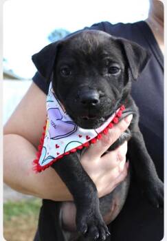 Pit Bull Terrier Dogs Available for Adoption - Daisy | PetCurious