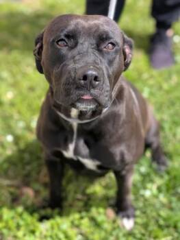 Pit Bull Terrier Dogs Available for Adoption in Gulfport, Mississippi - Karmen | PetCurious