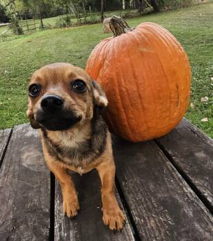 Wren -  Chiweenie Dog for Adoption in Dallas, Texas - Wren | PetCurious