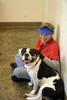 Dallas -  American Bulldog and Mixed Breed Dog for Adoption in Brunswick, Georgia - Dallas | PetCurious