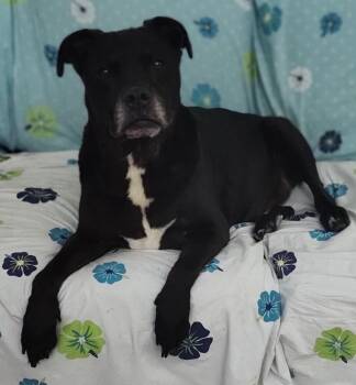 Morpheus -  Labrador Retriever Dog for Adoption in Raleigh, North Carolina - Morpheus | PetCurious