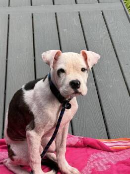 Otis -  Pit Bull Terrier Dog for Adoption in Earleville, Maryland - Otis | PetCurious