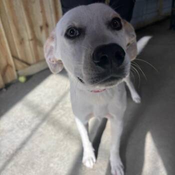 Mr. Buc-ees -  Cattle Dog and Hound Dog for Adoption in Parrish, Alabama - Mr. Buc-ees | PetCurious