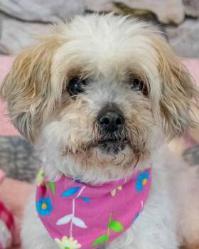 Shih Tzu and Yorkshire Terrier Dogs Available for Adoption in Kennesaw, Georgia - Jenn | PetCurious