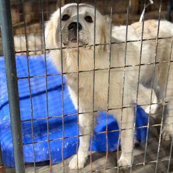 Baby Love -  Great Pyrenees Dog for Adoption in Fort Smith, Arkansas - Baby Love | PetCurious
