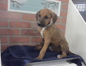ALEXIS -  Doberman Pinscher and Mixed Breed Dog for Adoption in Houston, Texas - ALEXIS | PetCurious