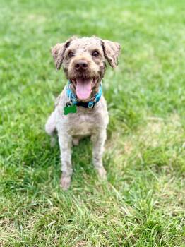 Jax -  Miniature Schnauzer and Miniature Poodle Dog for Adoption in Medford Lakes, New Jersey - Jax | PetCurious