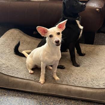 Suku -  Chihuahua Dog for Adoption in Phoenix, Arizona - Suku | PetCurious