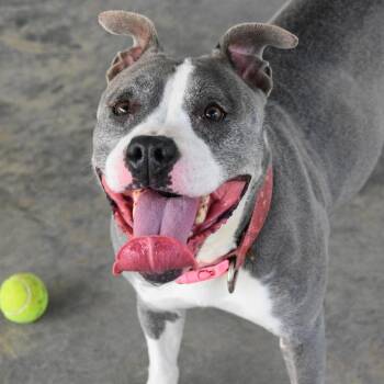 Nala -  Mixed Breed Dog for Adoption in Columbus, North Carolina - Nala | PetCurious