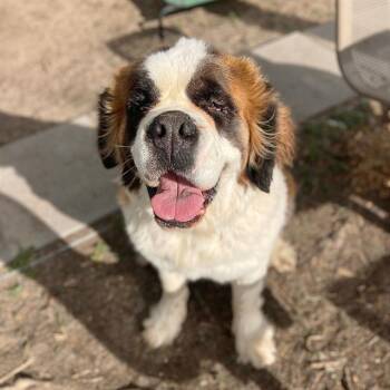 Saint Bernard Dogs Available for Adoption in Aurora, Colorado - MOLLY | PetCurious
