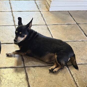 Bo -  Chihuahua Dog for Adoption in Denison, Texas - Bo | PetCurious