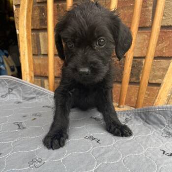 Terrier Dogs Available for Adoption - Violette | PetCurious