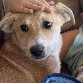 Rescue Mixed Breed Dogs for Adoption in Lockhart, Texas - Laverne | PetCurious