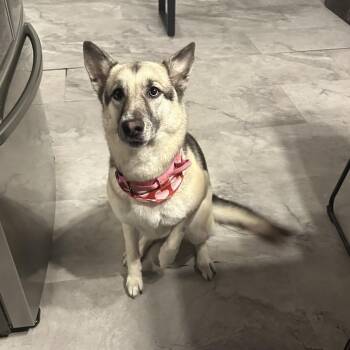 German Shepherd Dog and Husky Dogs Available for Adoption in Cincinnati, Ohio - Azula | PetCurious