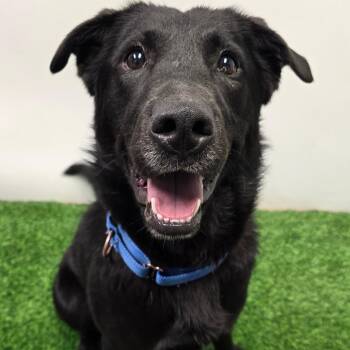 Labrador Retriever and Mixed Breed Dogs Available for Adoption in Columbia, Missouri - Yarrick | PetCurious