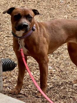 ZARA -  Pit Bull Terrier and Rottweiler Dog for Adoption in South Lake Tahoe, California - ZARA | PetCurious