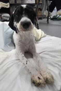 Blossom -  Golden Retriever and Poodle Dog for Adoption in Malvern, Pennsylvania - Blossom | PetCurious