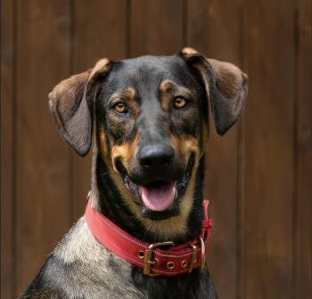 Circe -  Doberman Pinscher and German Shepherd Dog Dog for Adoption in Houston, Texas - Circe | PetCurious