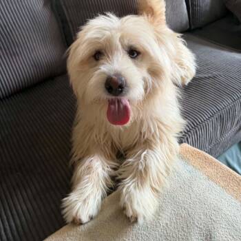 Paulie -  Mixed Breed Dog for Adoption in Los Angeles, California - Paulie | PetCurious