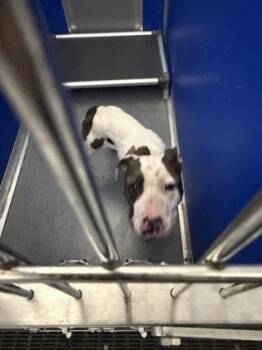Clementine -  Mixed Breed Dog for Adoption in West Chester, Pennsylvania - Clementine | PetCurious