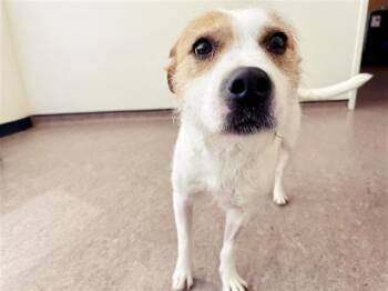 Terrier Dogs Available for Adoption in Brentwood, Missouri - PHYLLIS VANCE | PetCurious